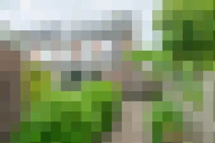 Bloesem 12 a Huizen thumbnail 33