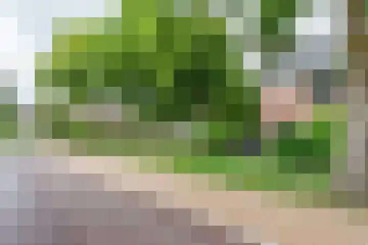 Bloesem 12 a Huizen thumbnail 37
