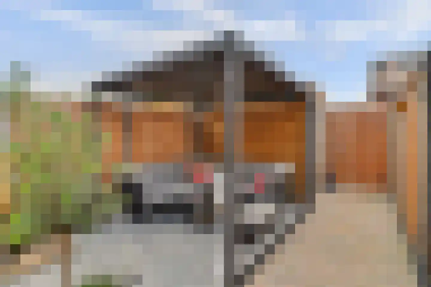Blokakker 58 Udenhout thumbnail 29