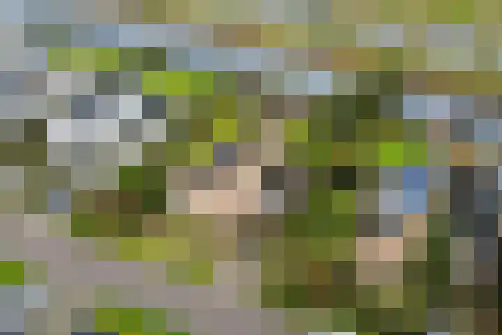 Blokjesplaat 35 Goes thumbnail 6