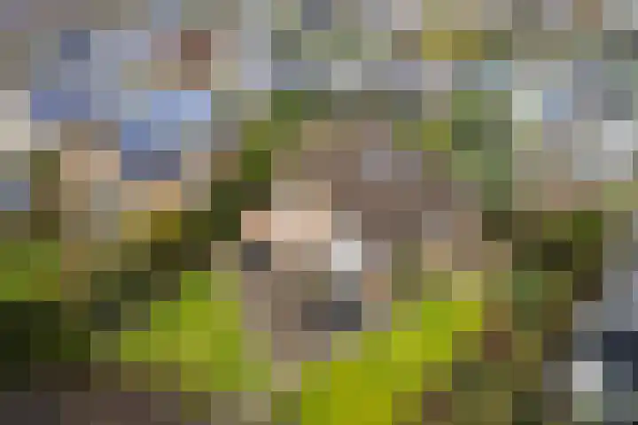 Blokjesplaat 35 Goes thumbnail 7