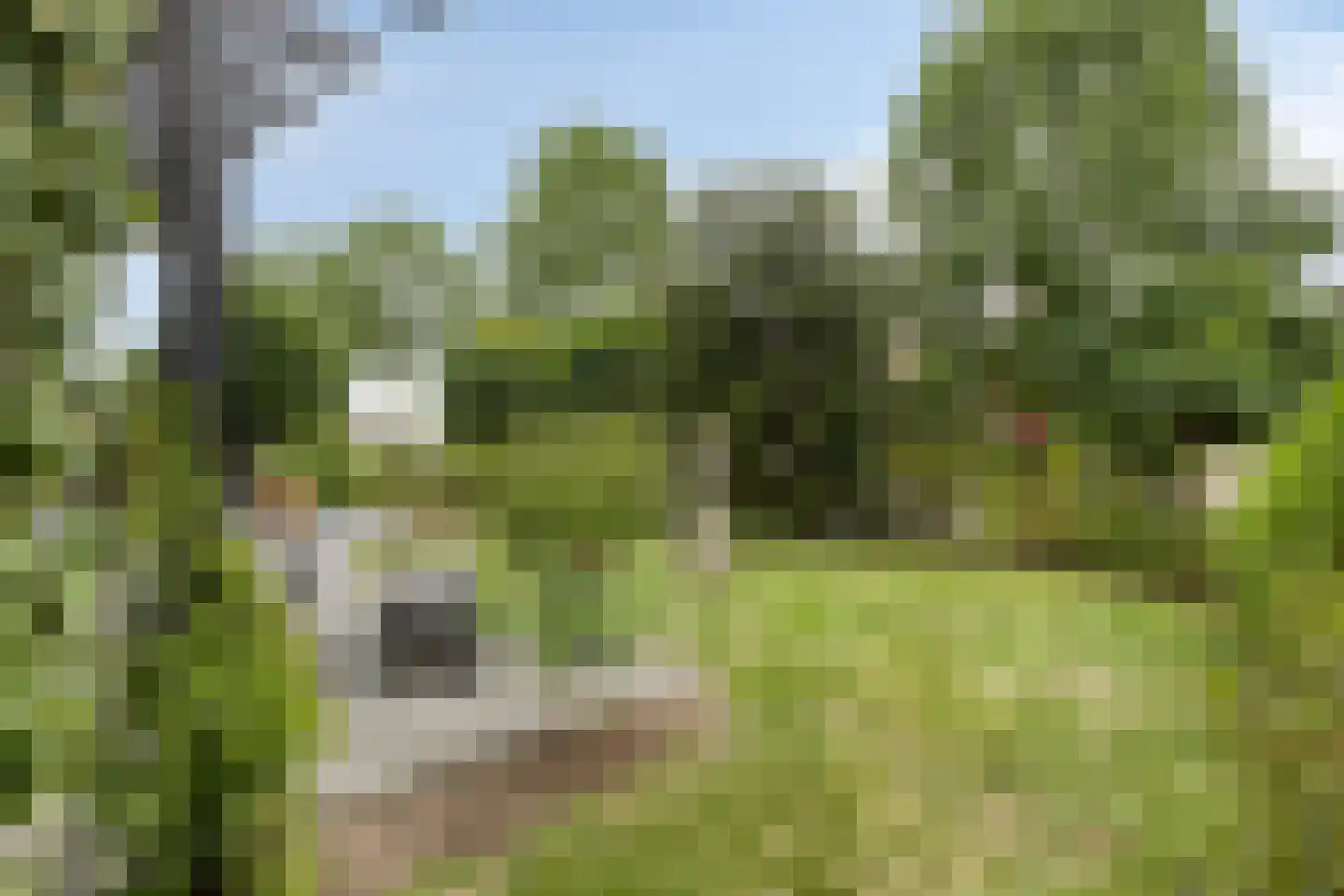Blokjesplaat 50 Goes thumbnail 10