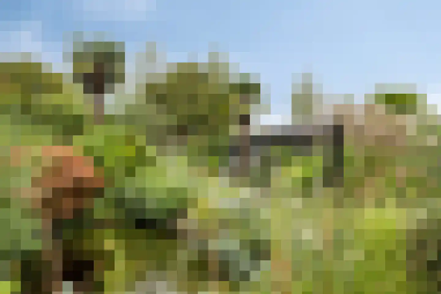 Blokjesplaat 50 Goes thumbnail 38