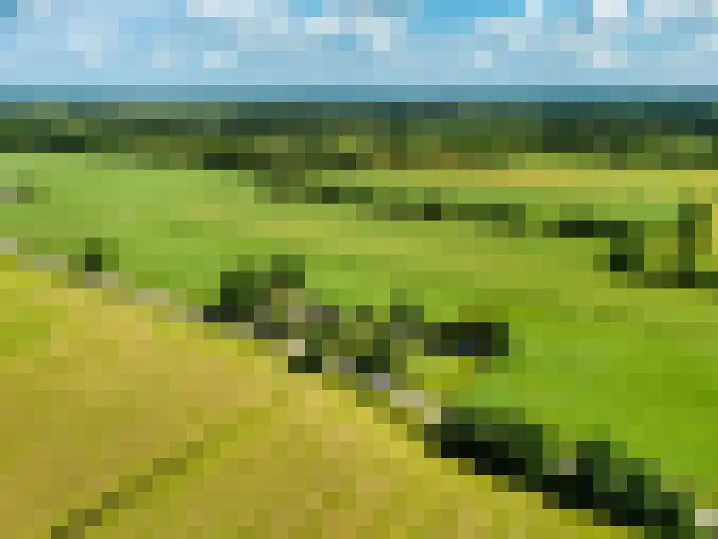 Bloksreed 2 Jubbega thumbnail 4
