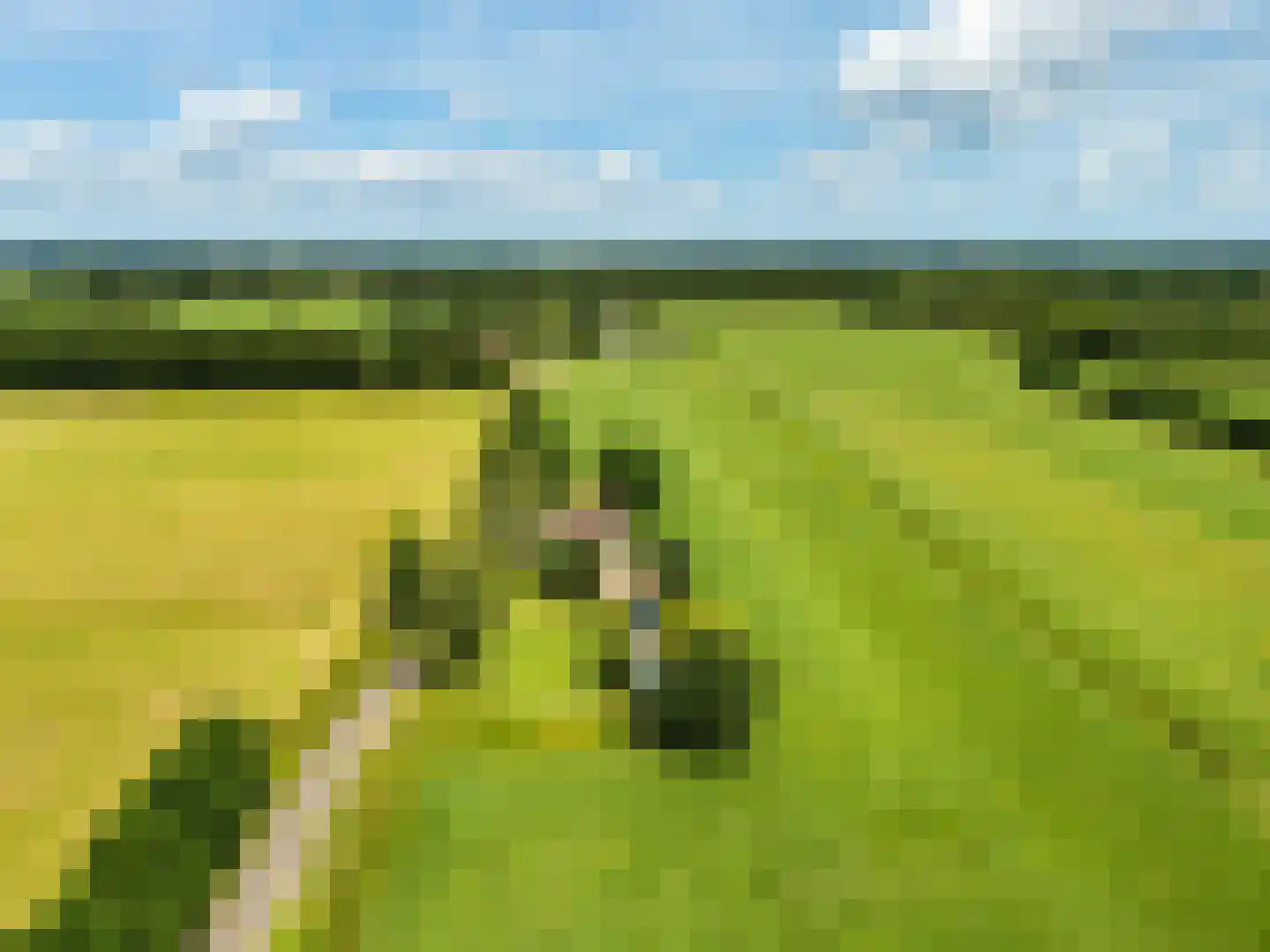 Bloksreed 2 Jubbega thumbnail 5