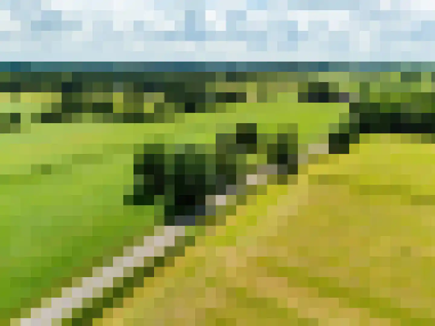 Bloksreed 2 Jubbega thumbnail 54
