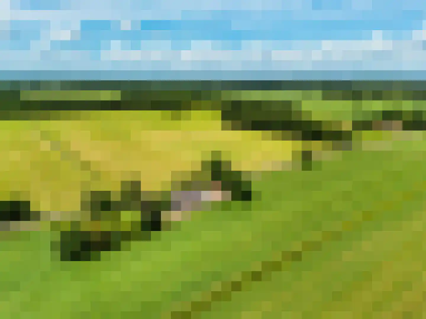 Bloksreed 2 Jubbega thumbnail 56