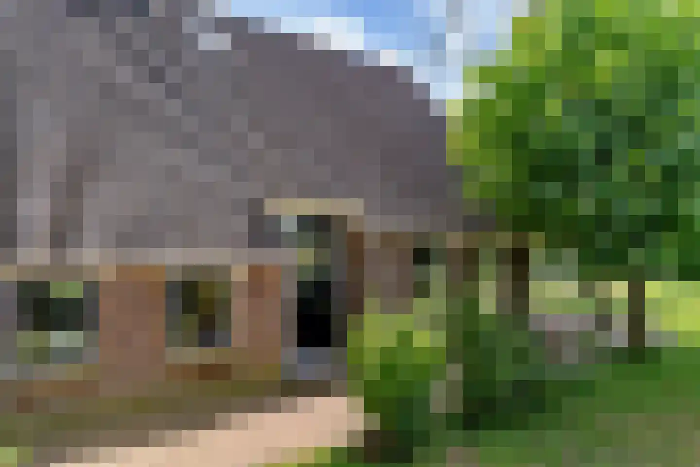 Bloksreed 2 Jubbega thumbnail 7