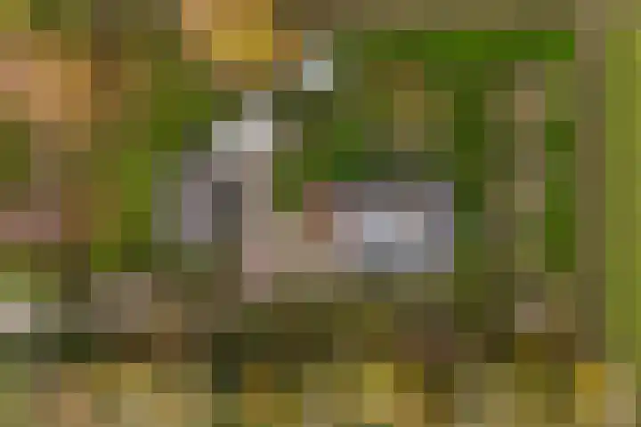 Blokzijlerdwarsweg 11 Marknesse thumbnail 36