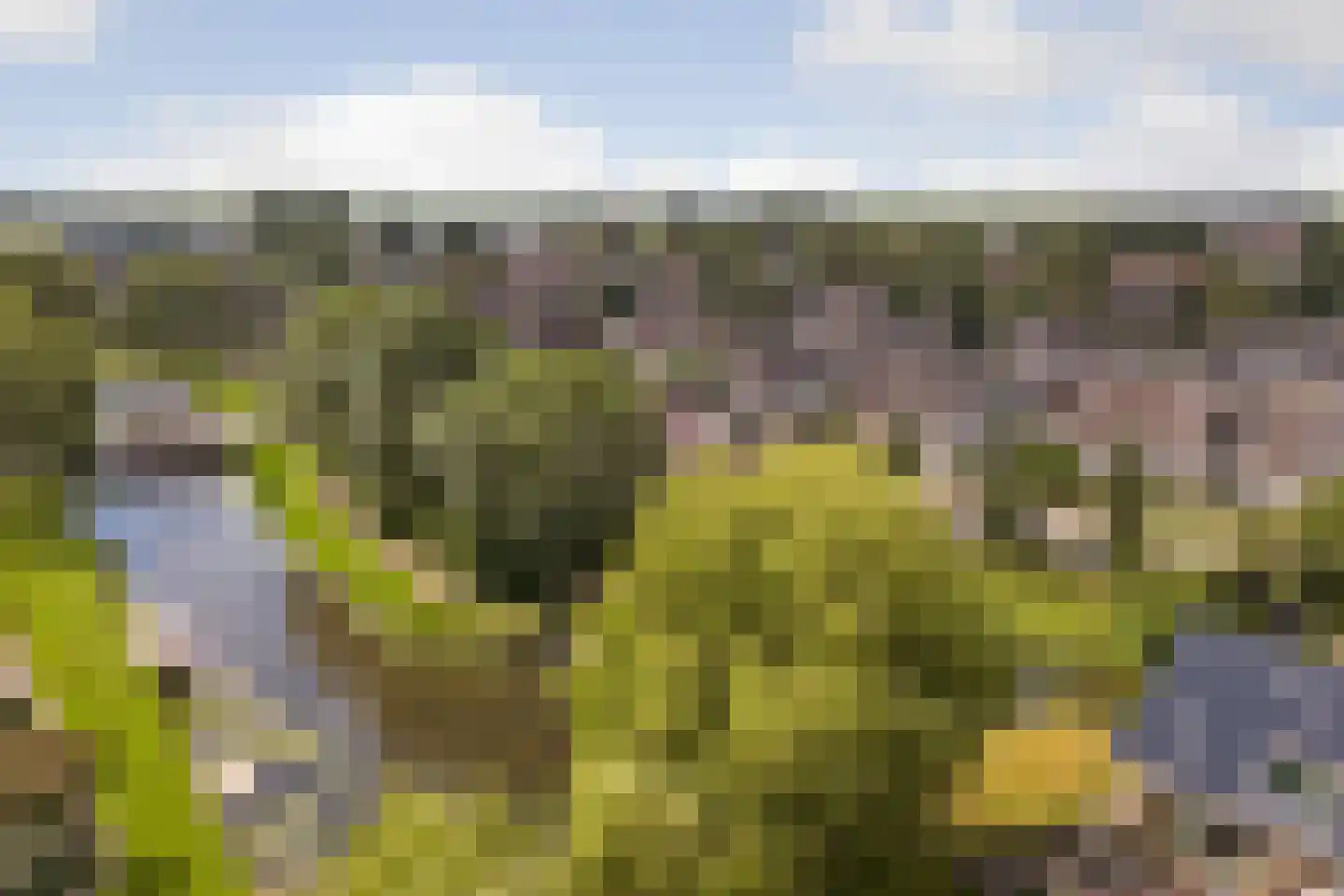 Blomikkers 14 Workum thumbnail 35