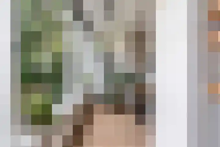 Blommersdijkselaan 13 B Rotterdam thumbnail 4