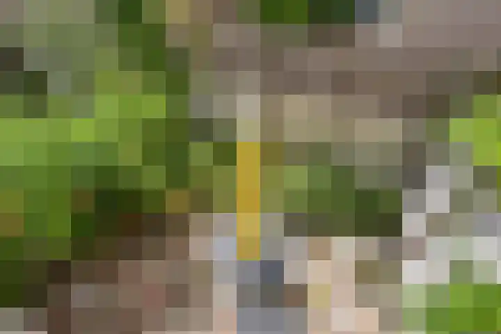 Blommersdijkselaan 30 C Rotterdam thumbnail 7