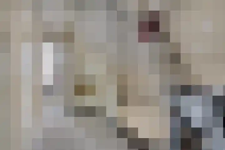 Blommersdijkselaan 7 B Rotterdam thumbnail 31