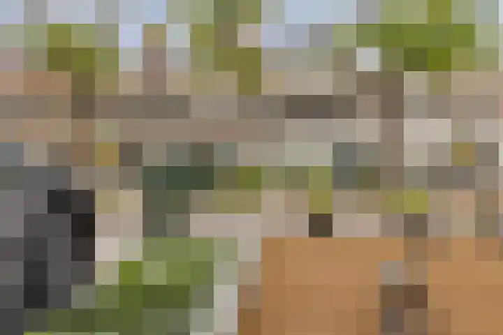 Blommersdijkselaan 9 A Rotterdam thumbnail 17