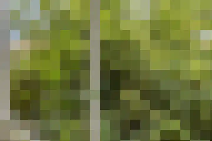 Blommersdijkselaan 9 A Rotterdam thumbnail 23