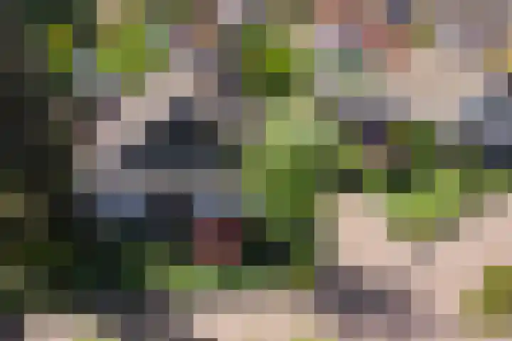 Blomsgaarden 31 Eibergen thumbnail 7