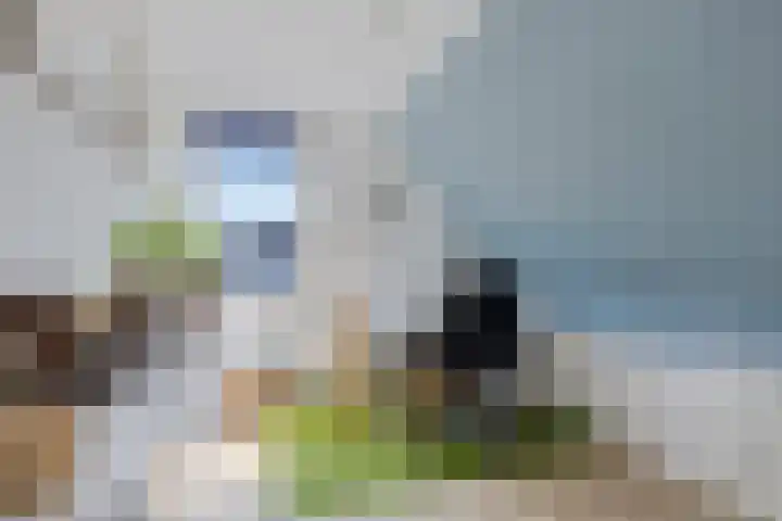 Boarskulp 16 Stiens thumbnail 22