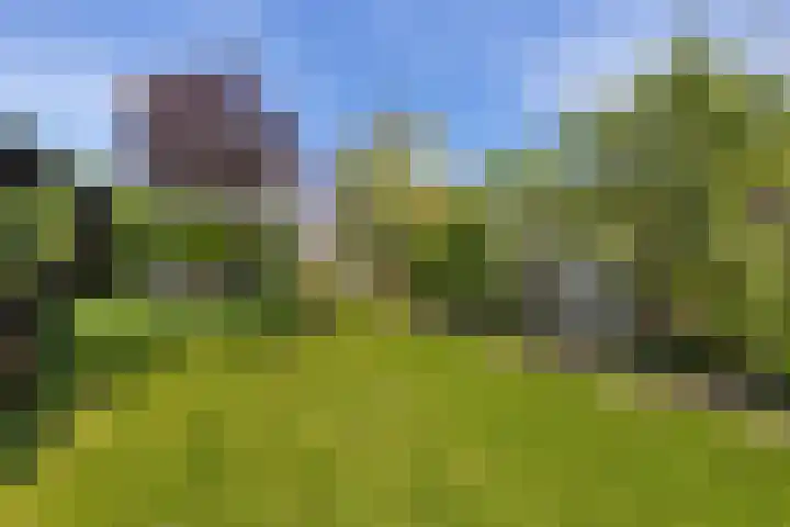 Boarskulp 16 Stiens thumbnail 28