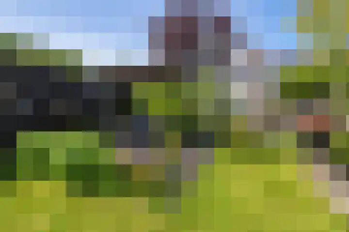 Boarskulp 16 Stiens thumbnail 29