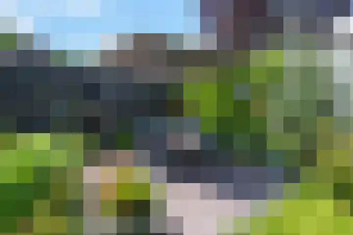 Boarskulp 16 Stiens thumbnail 30