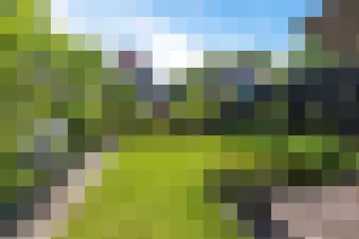 Boarskulp 16 Stiens thumbnail 31