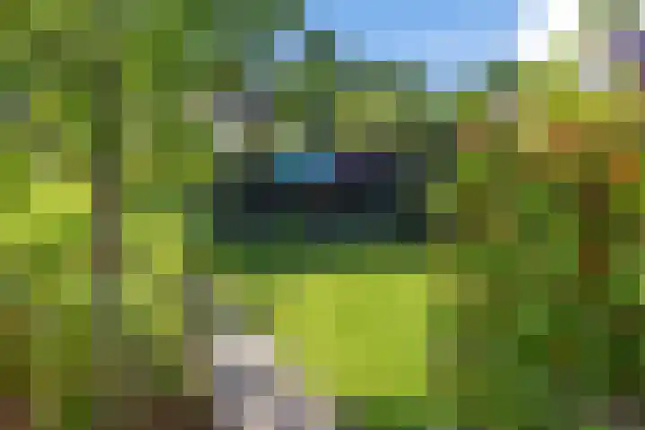 Boarskulp 16 Stiens thumbnail 32