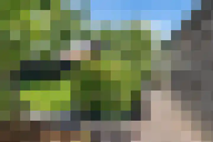 Boarskulp 16 Stiens thumbnail 33