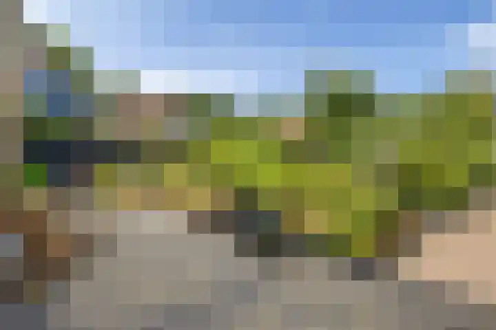 Boarskulp 16 Stiens thumbnail 35