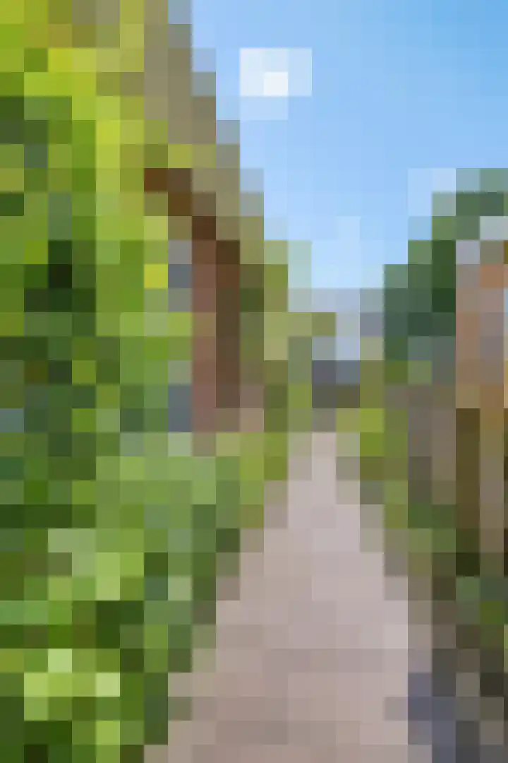 Boarskulp 16 Stiens thumbnail 37