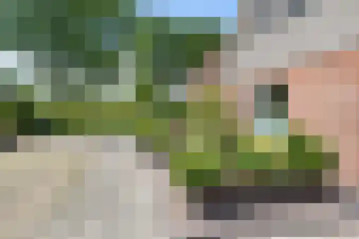 Boarskulp 16 Stiens thumbnail 41