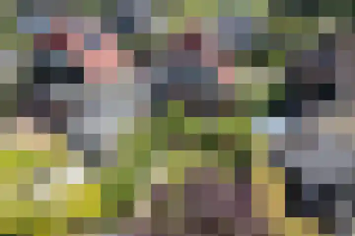 Boarskulp 16 Stiens thumbnail 46