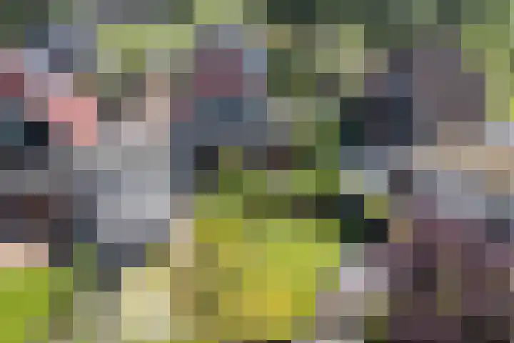 Boarskulp 16 Stiens thumbnail 47