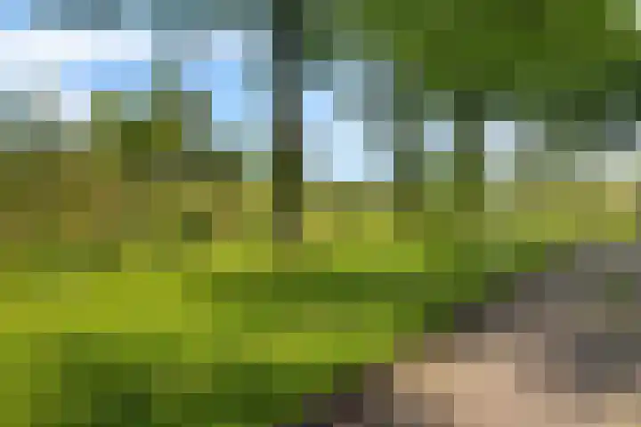 Boarskulp 16 Stiens thumbnail 49