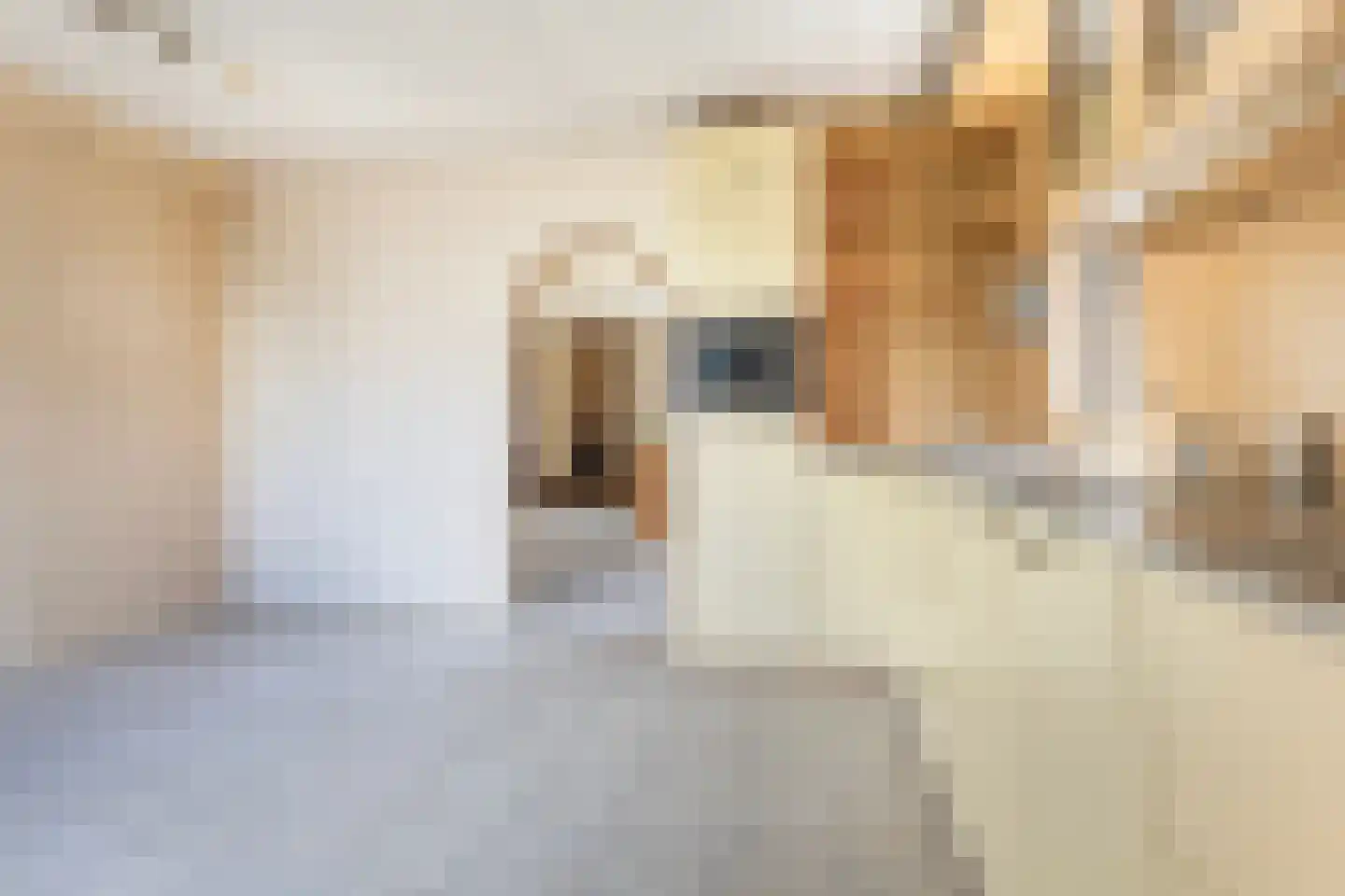 Boarskulp 5 Stiens thumbnail 11
