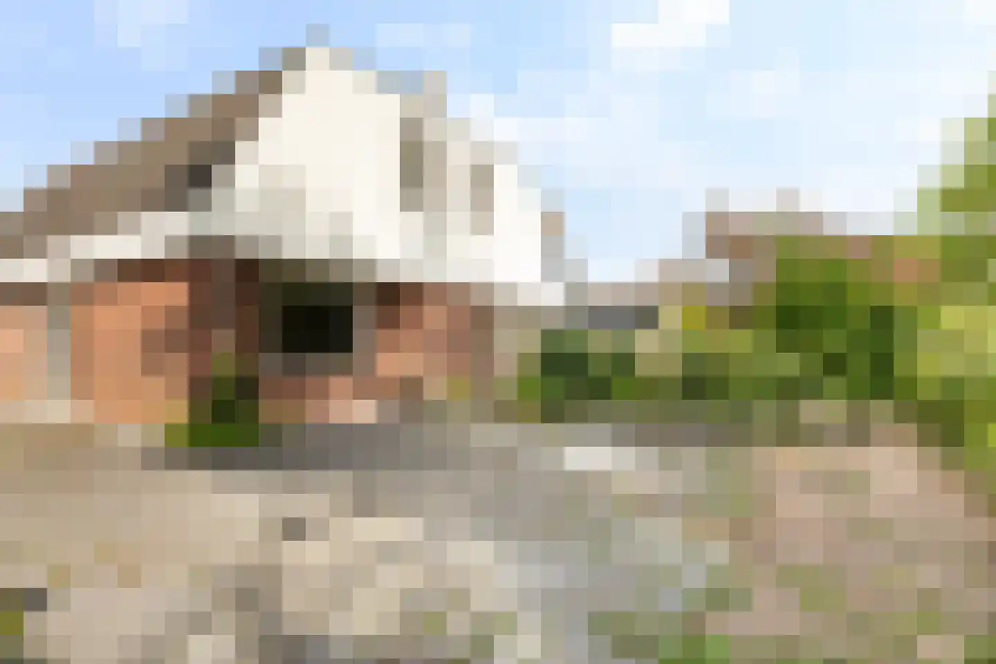 Boarskulp 5 Stiens thumbnail 42