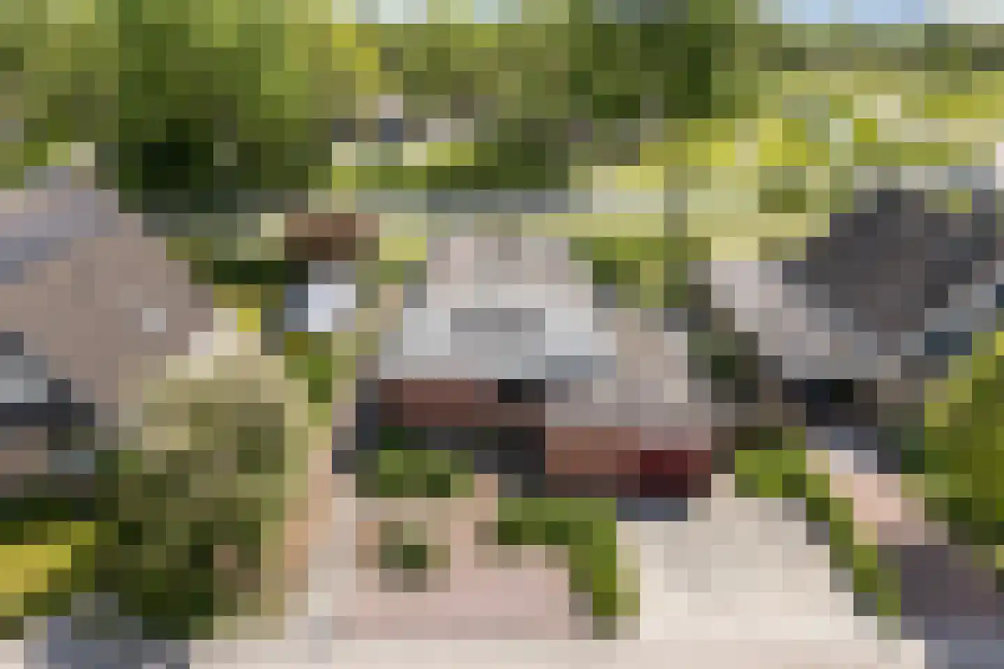 Boarskulp 5 Stiens thumbnail 47