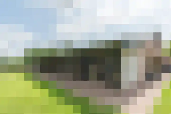 Bobbenagelseweg 4 Sint-Oedenrode thumbnail 93