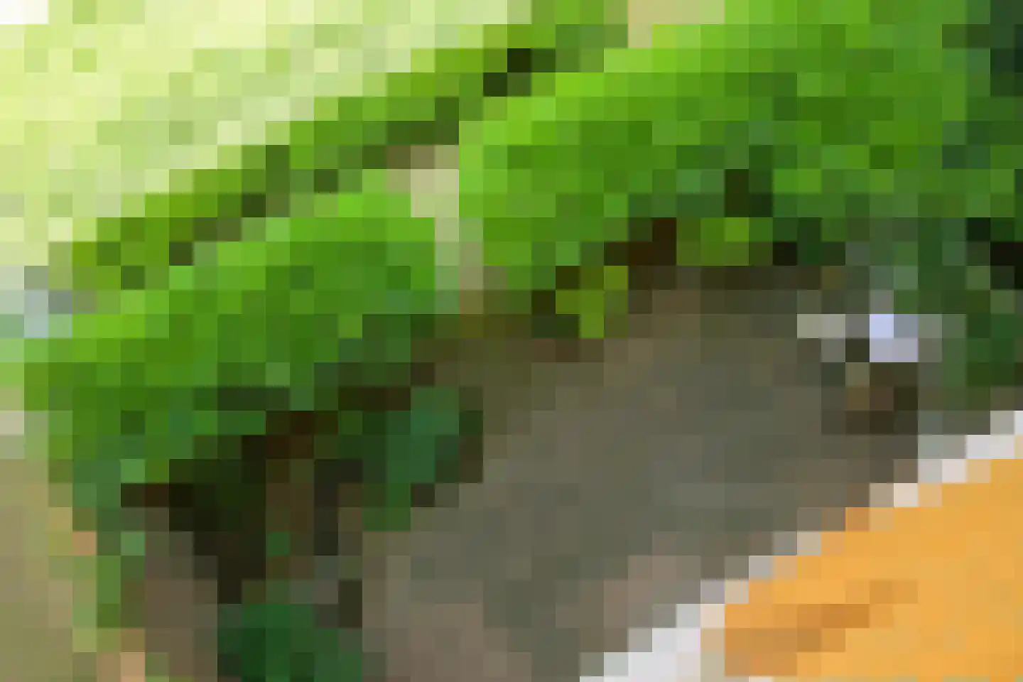 Bocht van Guinea 21 Den Haag thumbnail 43