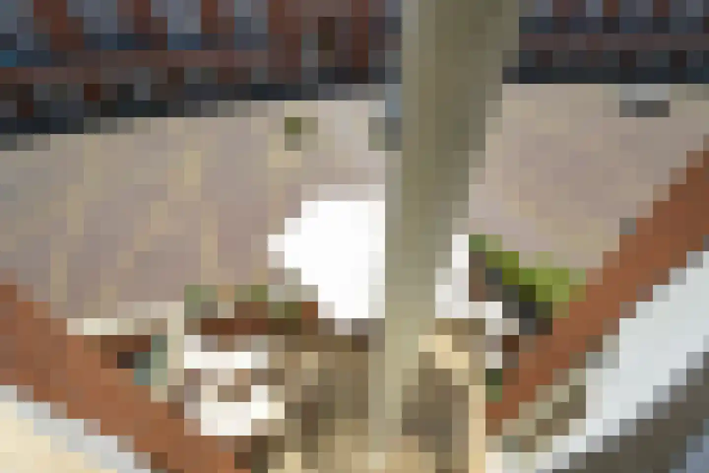 Bocht van Guinea 21 Den Haag thumbnail 47