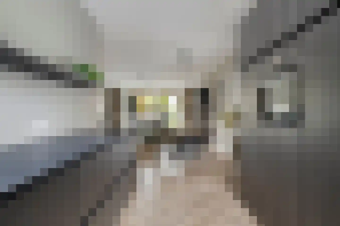 Bodemmes 25 Best thumbnail 16