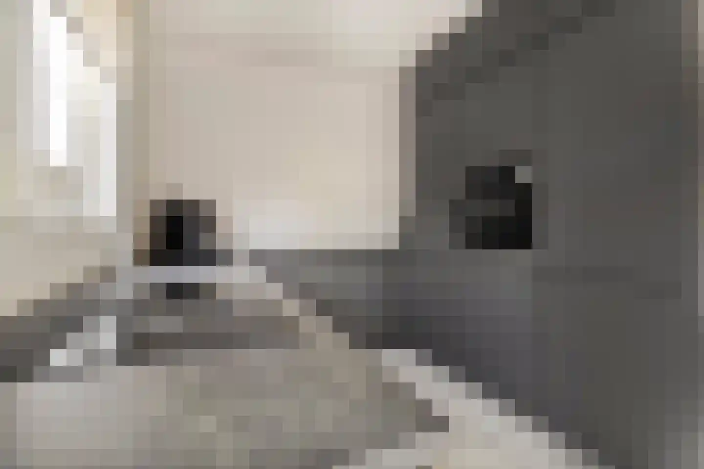 Boegspriet 11 Maasbracht thumbnail 24
