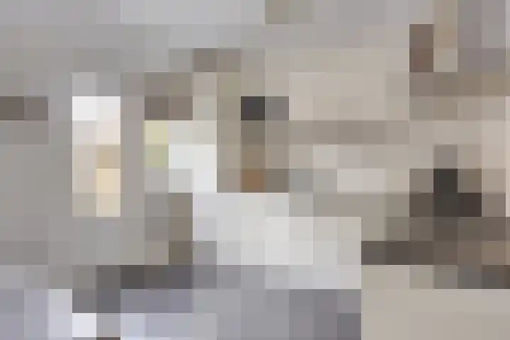 Boeier 24 Veenendaal thumbnail 11