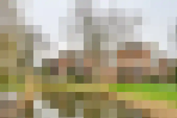 Boeier 68 Barendrecht