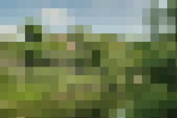 Boeier 83 Hoorn thumbnail 19
