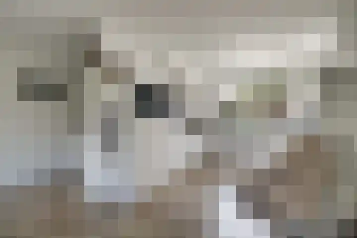 Boeier 83 Hoorn thumbnail 8