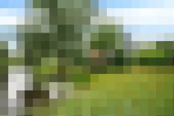 Boeier 9 Gorredijk thumbnail 6