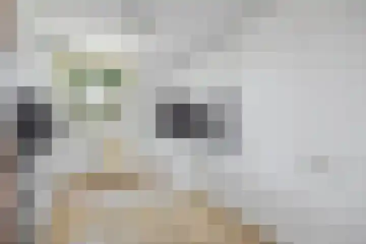 Boeieraak 24 Etten-Leur thumbnail 13