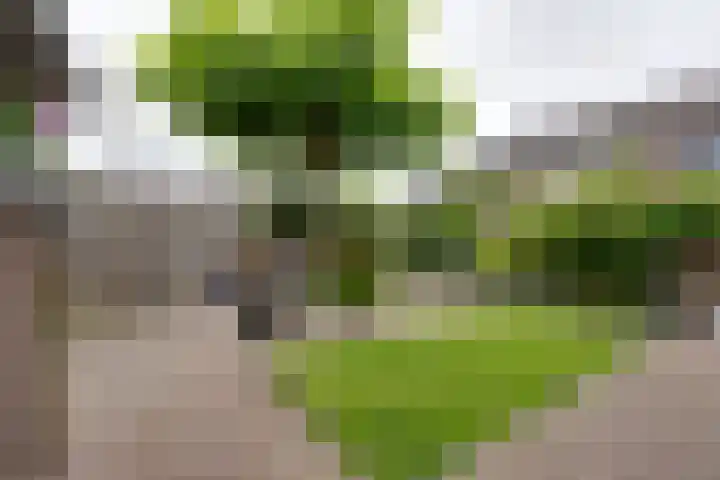 Boeijerstraat 62 De Rijp thumbnail 38