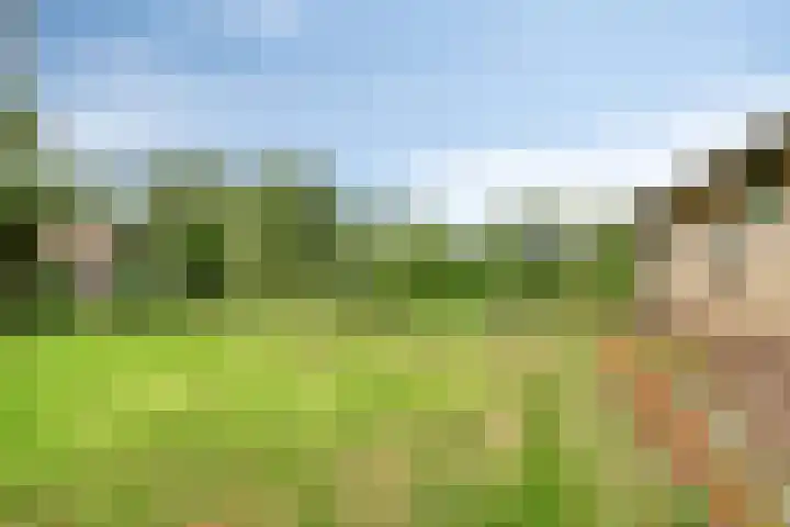 Boekelsedijk 27 Volkel thumbnail 45