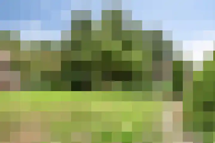 Boekelsedijk 27 Volkel thumbnail 49